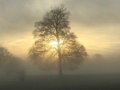 Photo of a tree in the mist and morning fog with the sun breaking through