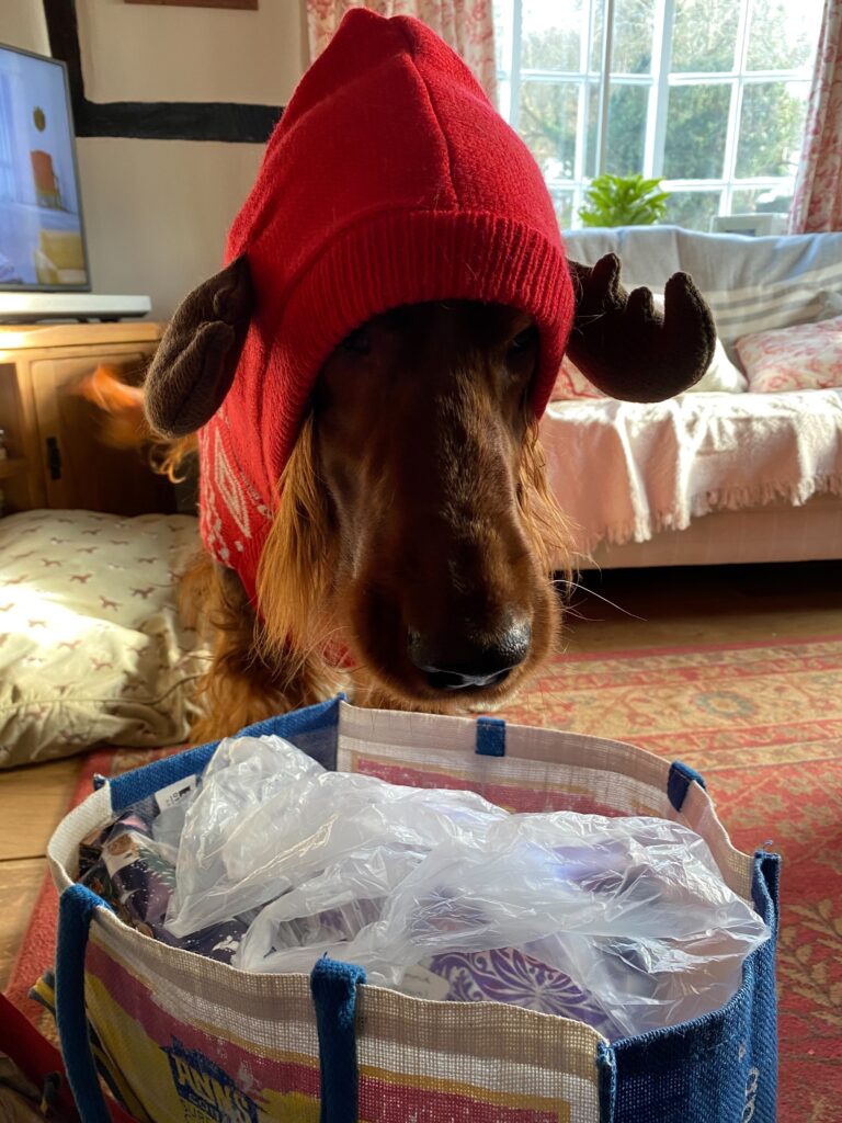 Red Setter wearing a Christmas hat and jumper